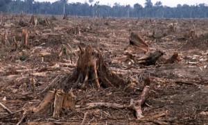 que-es-la-tala-ilegal-de-bosques-600x359