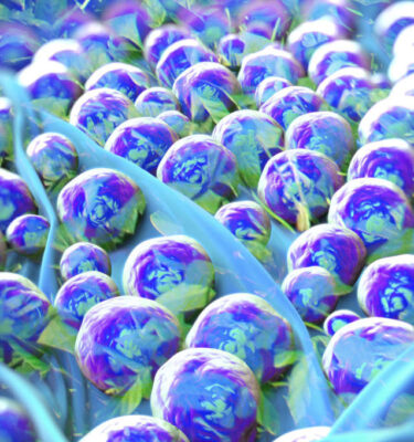 Suelo bacteriano e inoculante de hojas