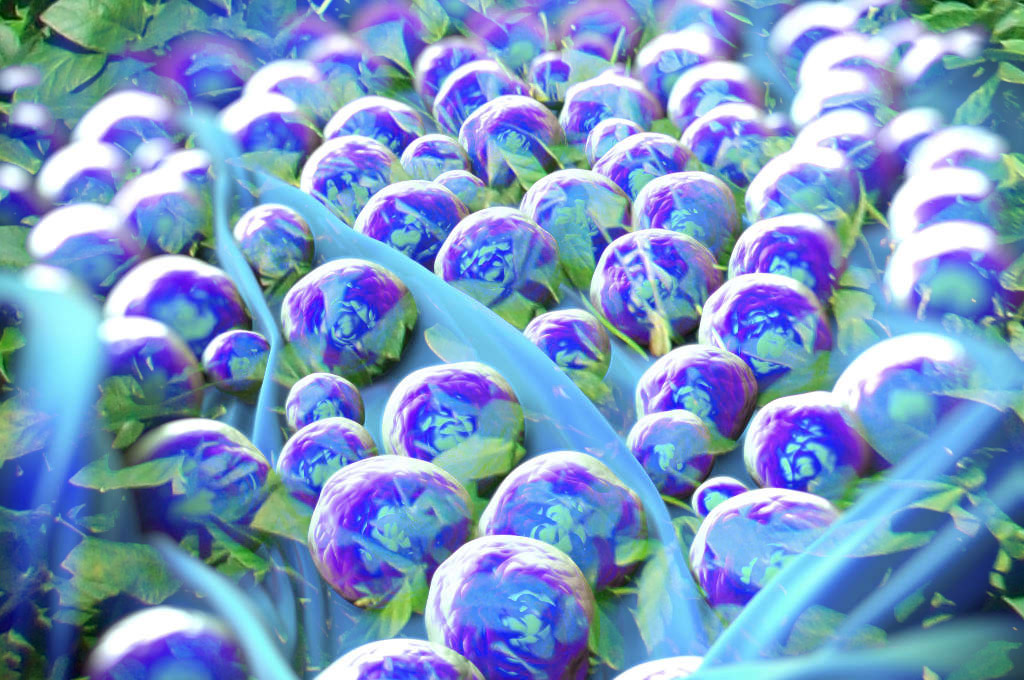 Suelo bacteriano e inoculante de hojas