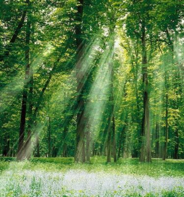 Ambientador aromatizante